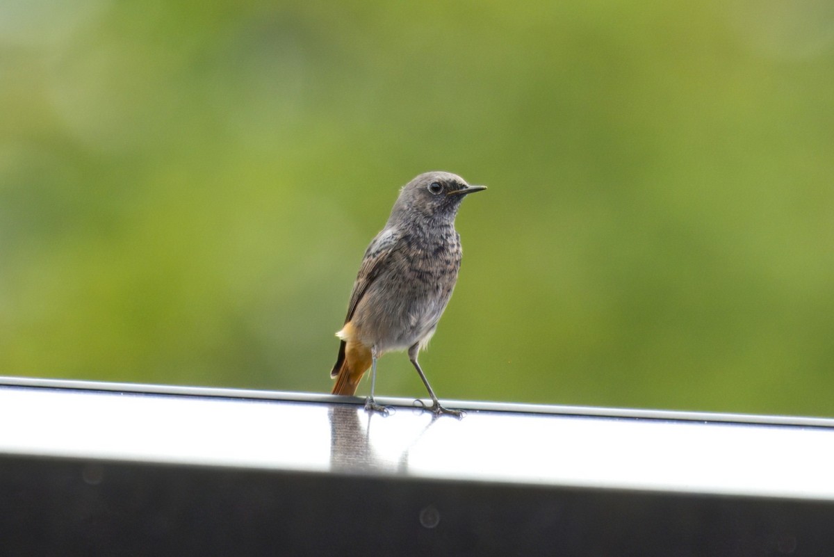 Black Redstart - ML641176371