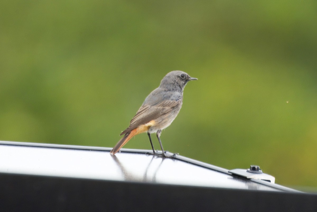 Black Redstart - ML641176372