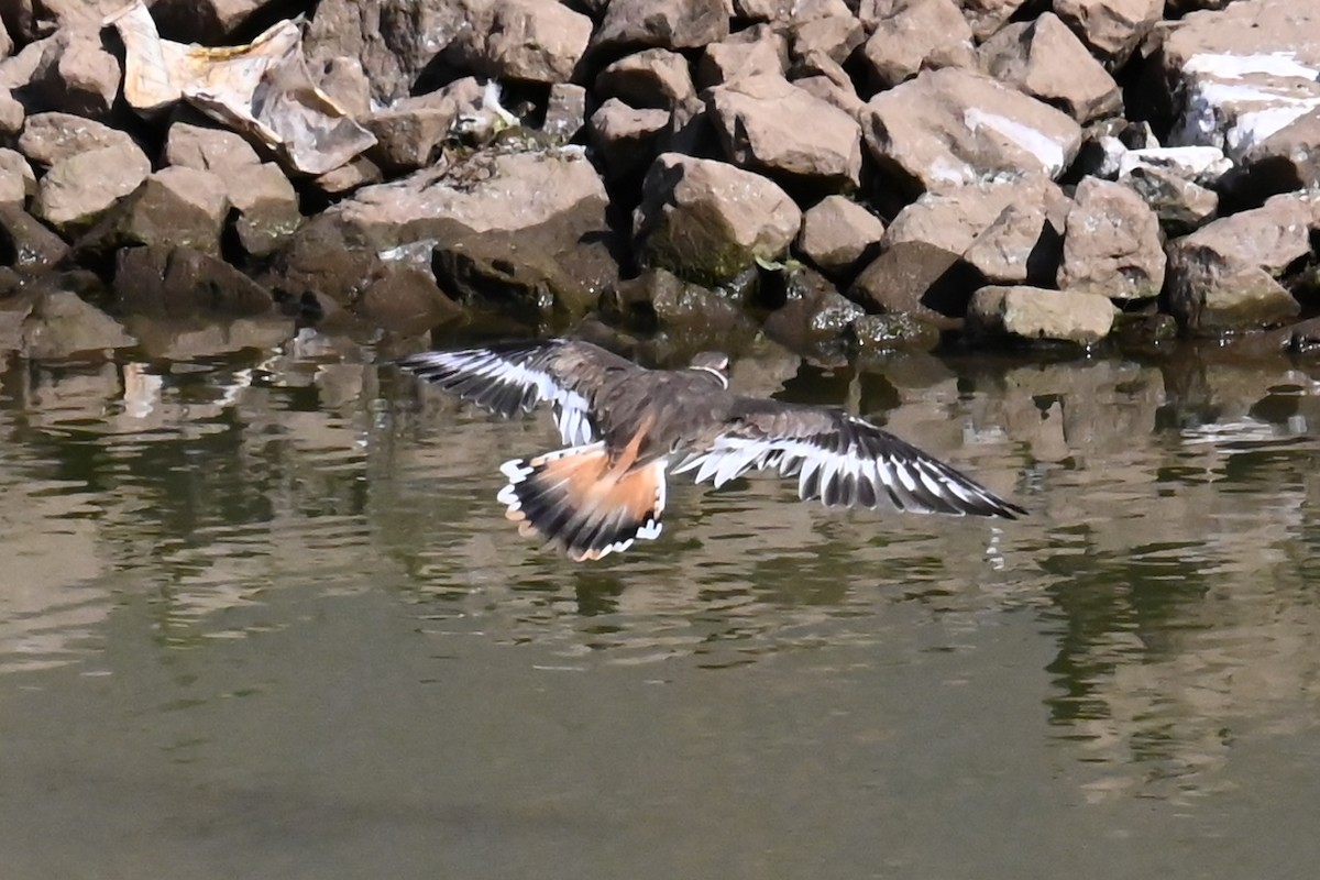 Killdeer - ML641176373