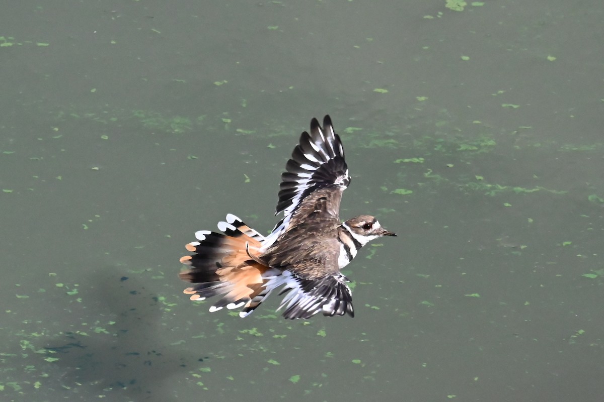 Killdeer - ML641176374
