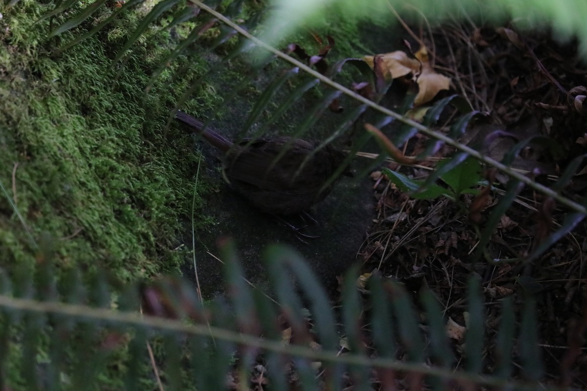 Song Sparrow - ML641176375