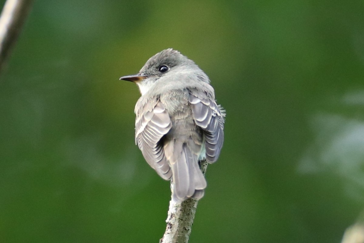 Eastern Wood-Pewee - ML641176376