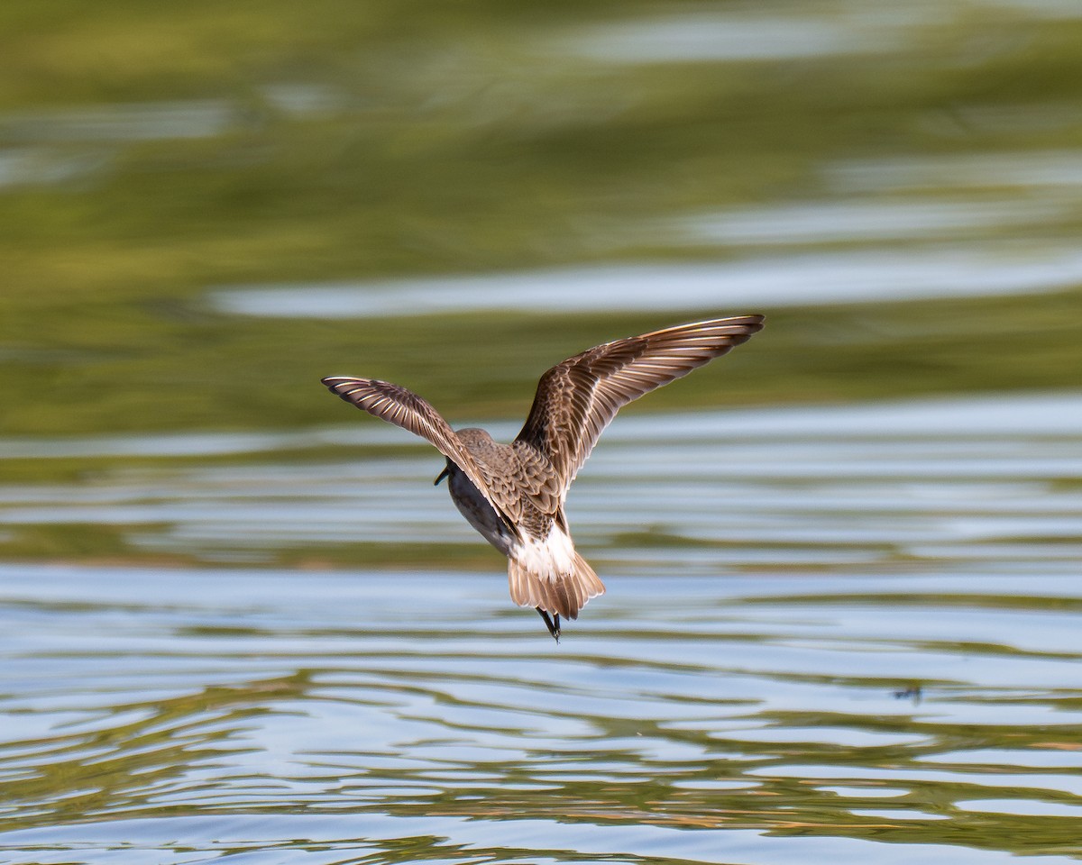 White-rumped Sandpiper - ML641176385