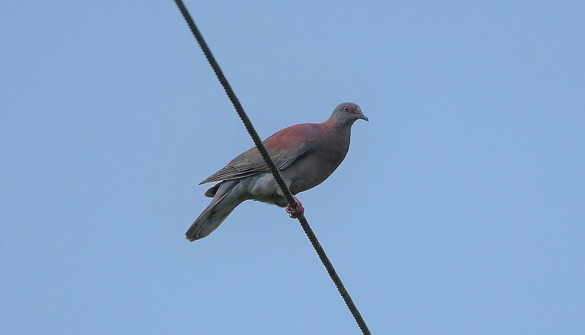 Pale-vented Pigeon - ML641176407