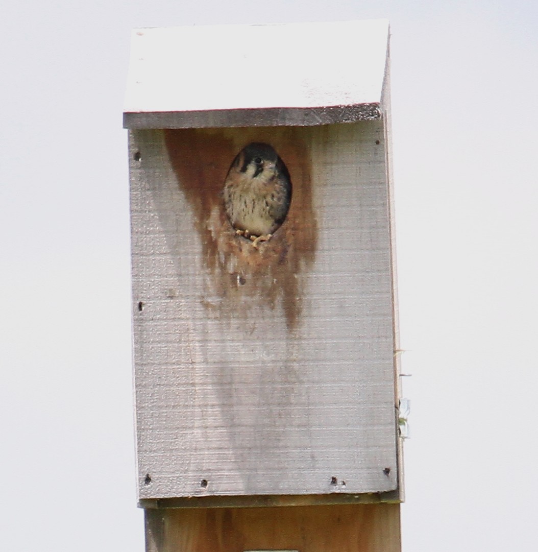 American Kestrel - ML64117641