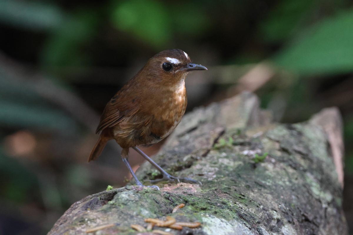 Lesser Shortwing - ML641176438