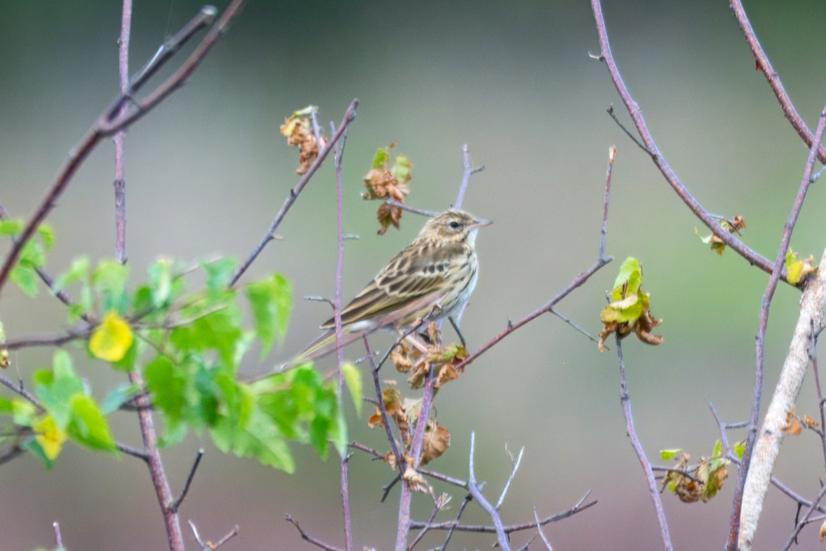 Pipit des arbres - ML641176452