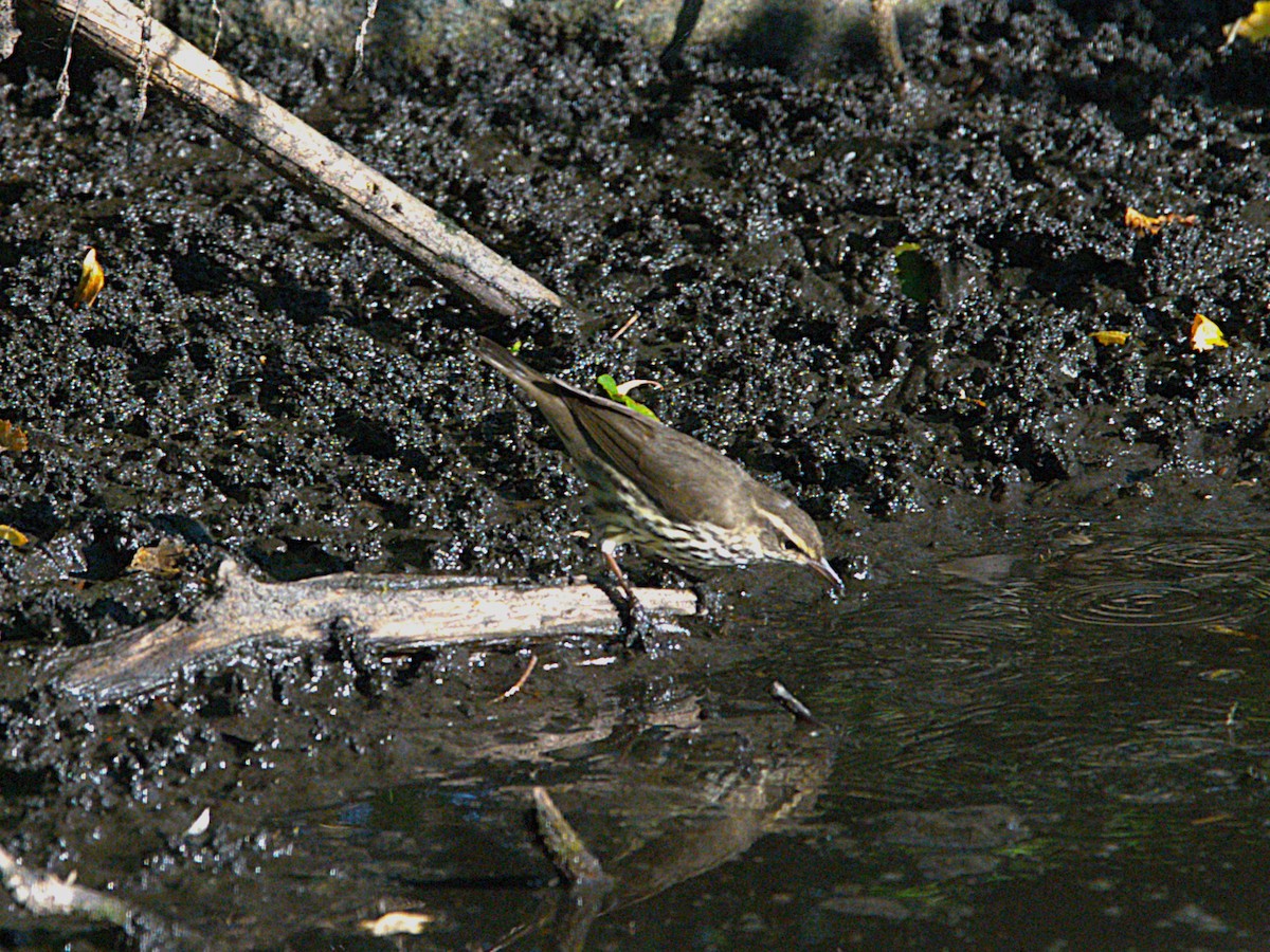 vannparula - ML641176458