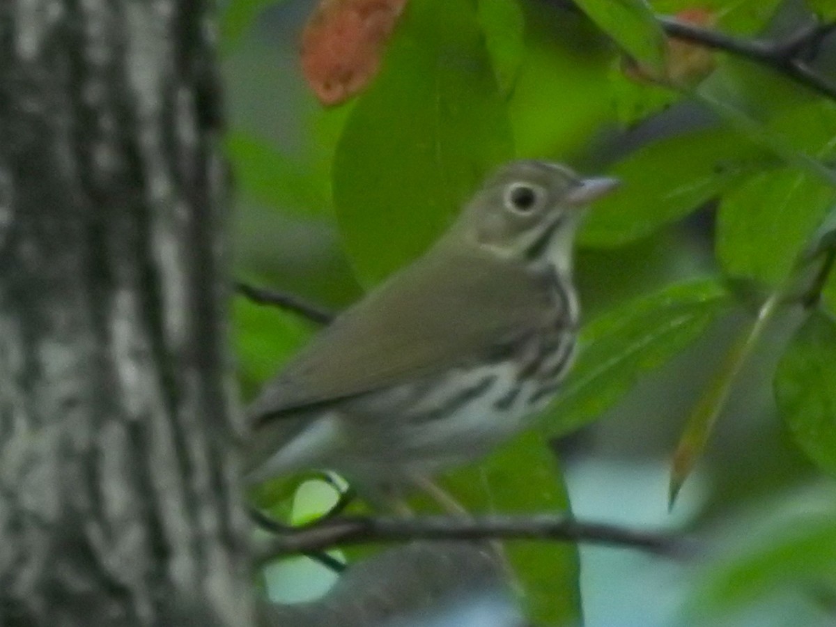 Ovenbird - ML641176519