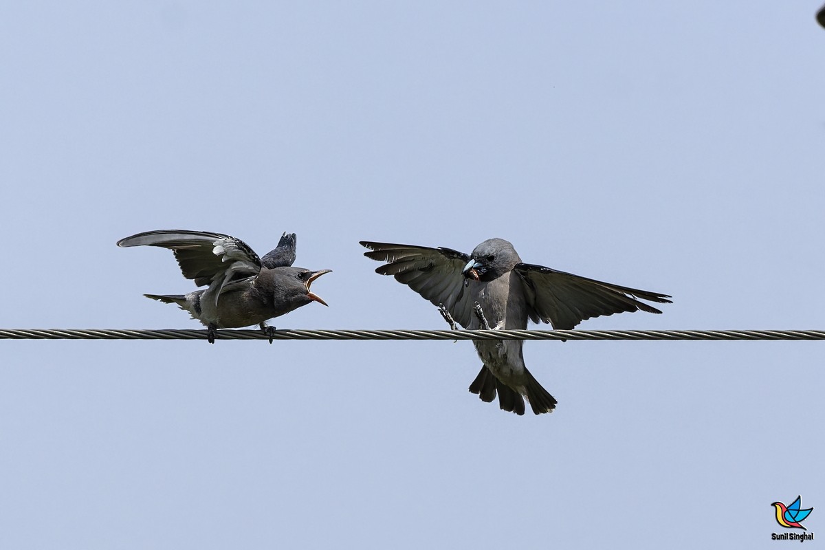 Ashy Woodswallow - ML641176593