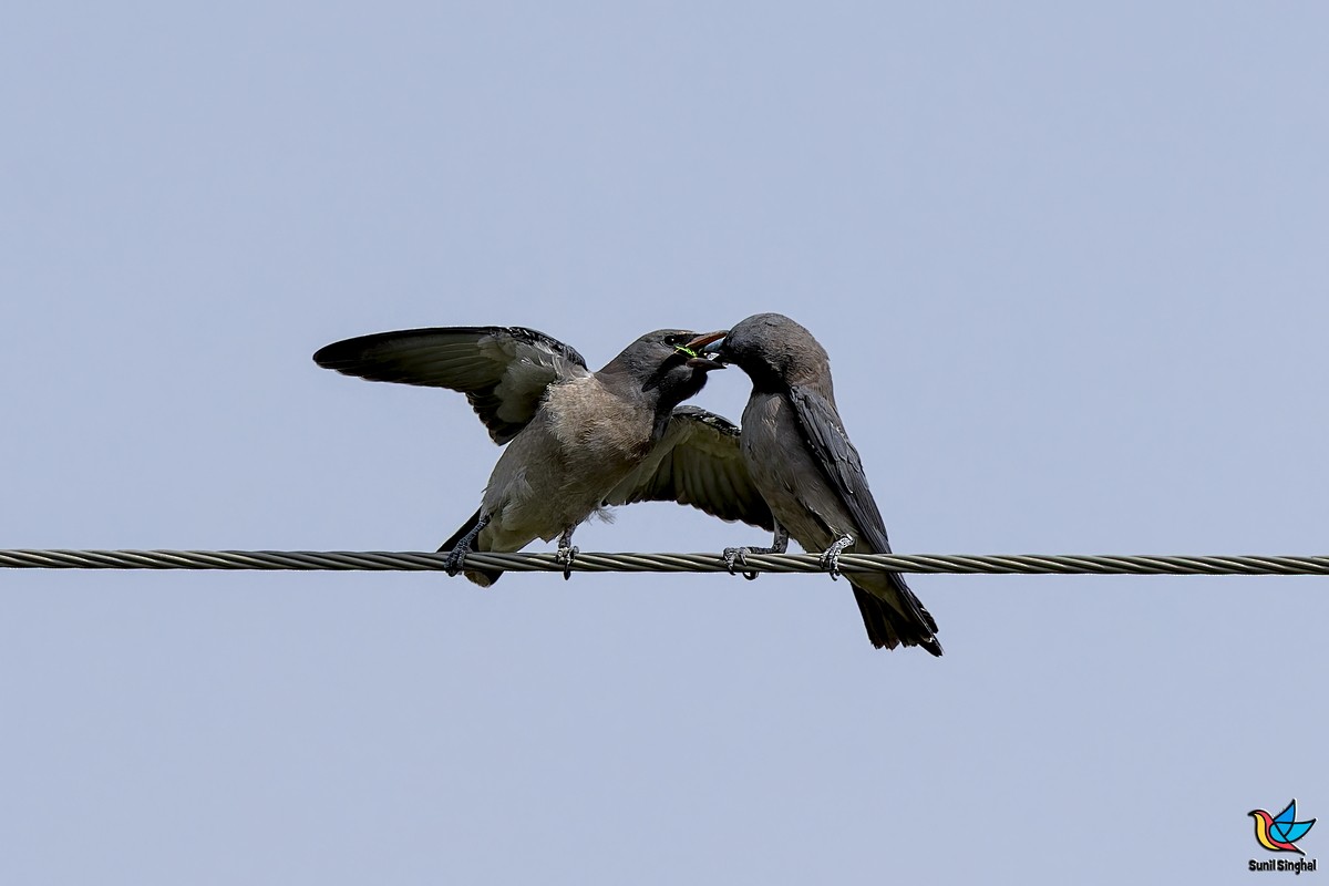 Ashy Woodswallow - ML641176594