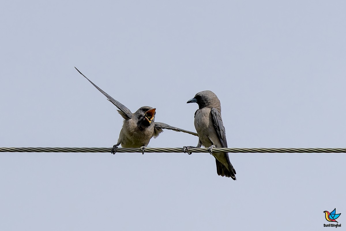 Ashy Woodswallow - ML641176595
