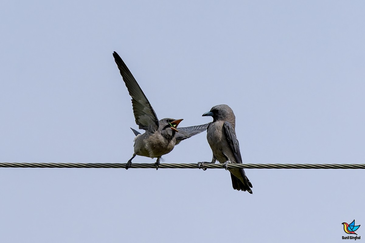 Ashy Woodswallow - ML641176596