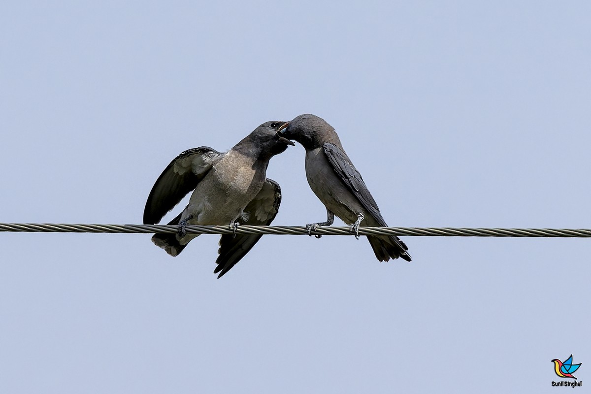 Ashy Woodswallow - ML641176597