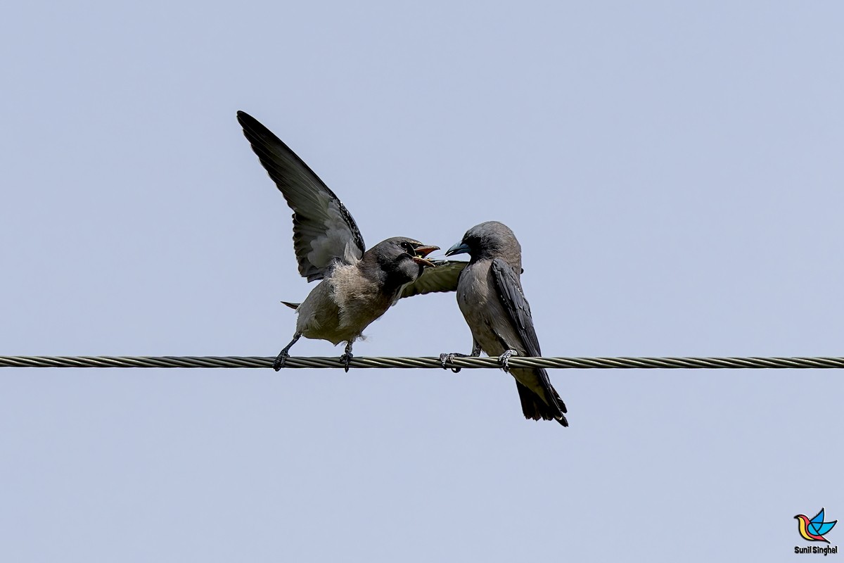 Ashy Woodswallow - ML641176598