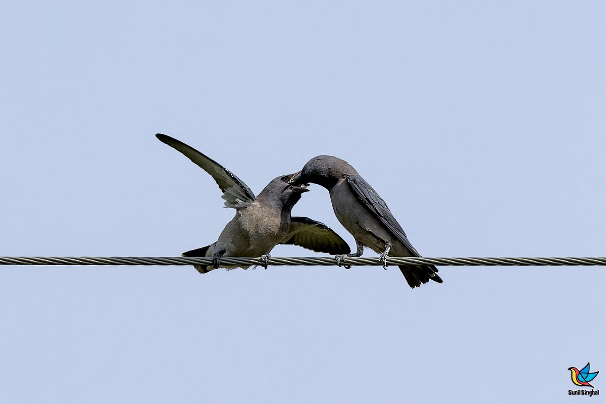 Ashy Woodswallow - ML641176599