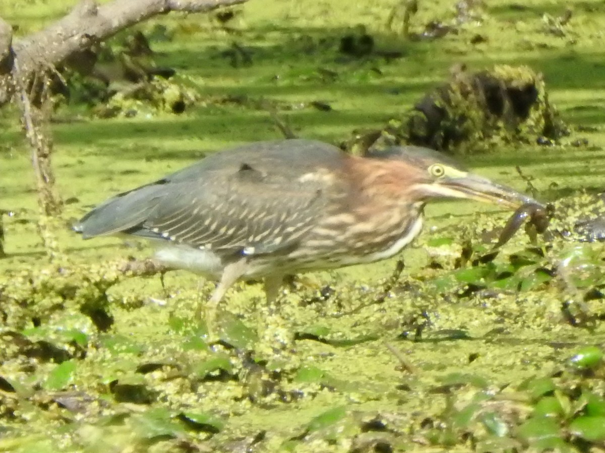 Green Heron - ML641176610