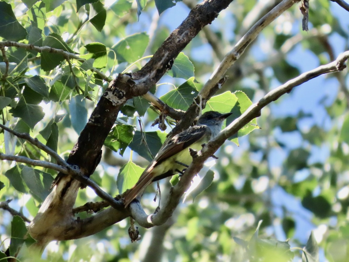 Great Crested Flycatcher - ML641176636