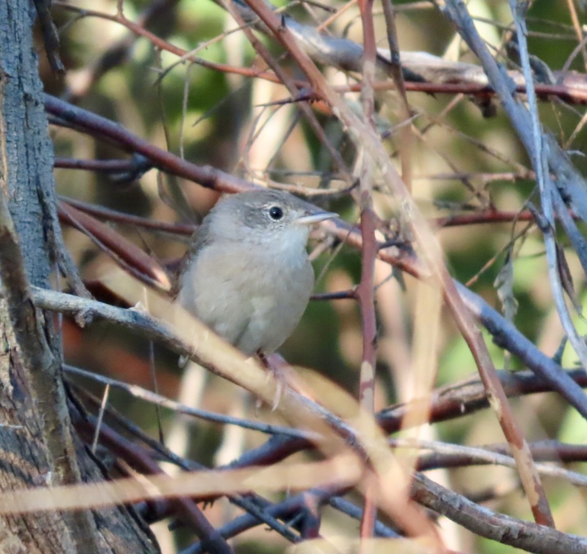 Northern House Wren - ML641176643