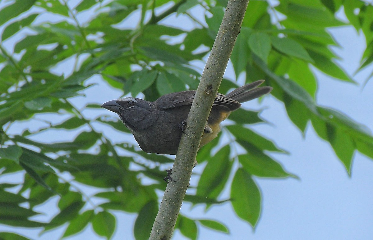 Cinnamon-bellied Saltator - ML641176652
