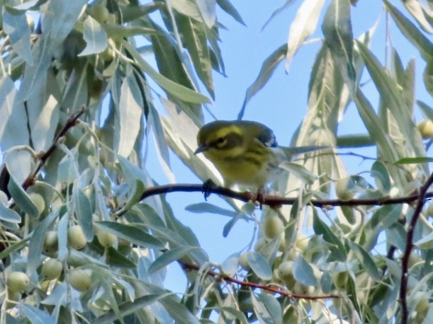Townsend's Warbler - ML641176665