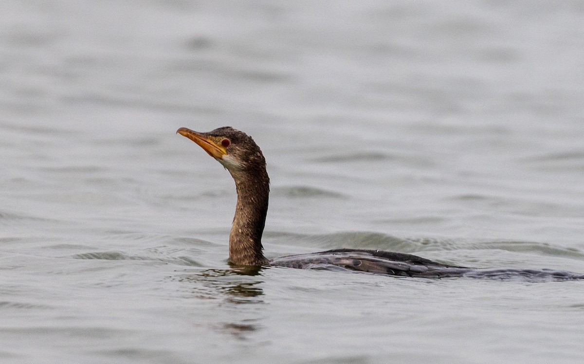 Reed Cormorant - ML641176680