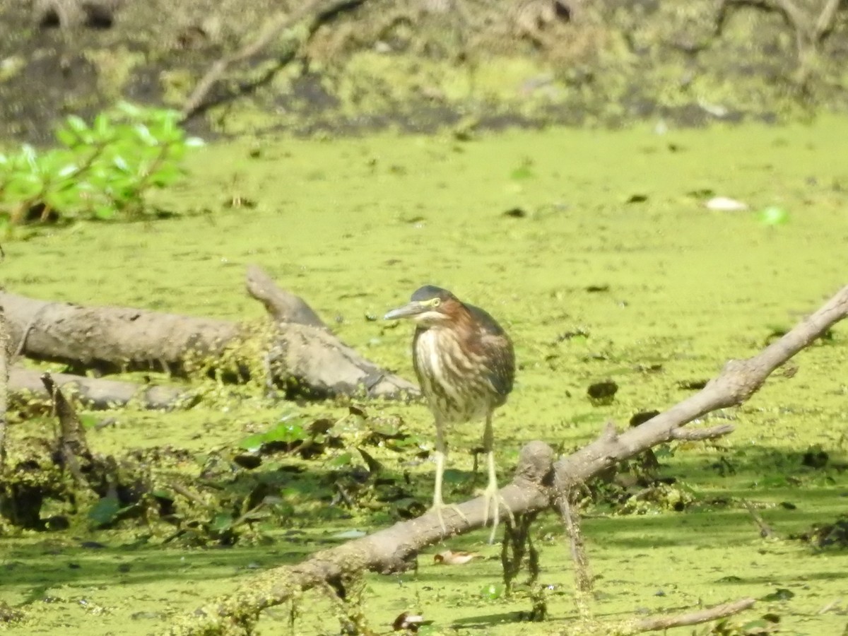 Green Heron - ML641176704