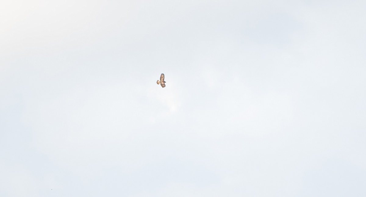Buse variable (buteo) - ML641176745