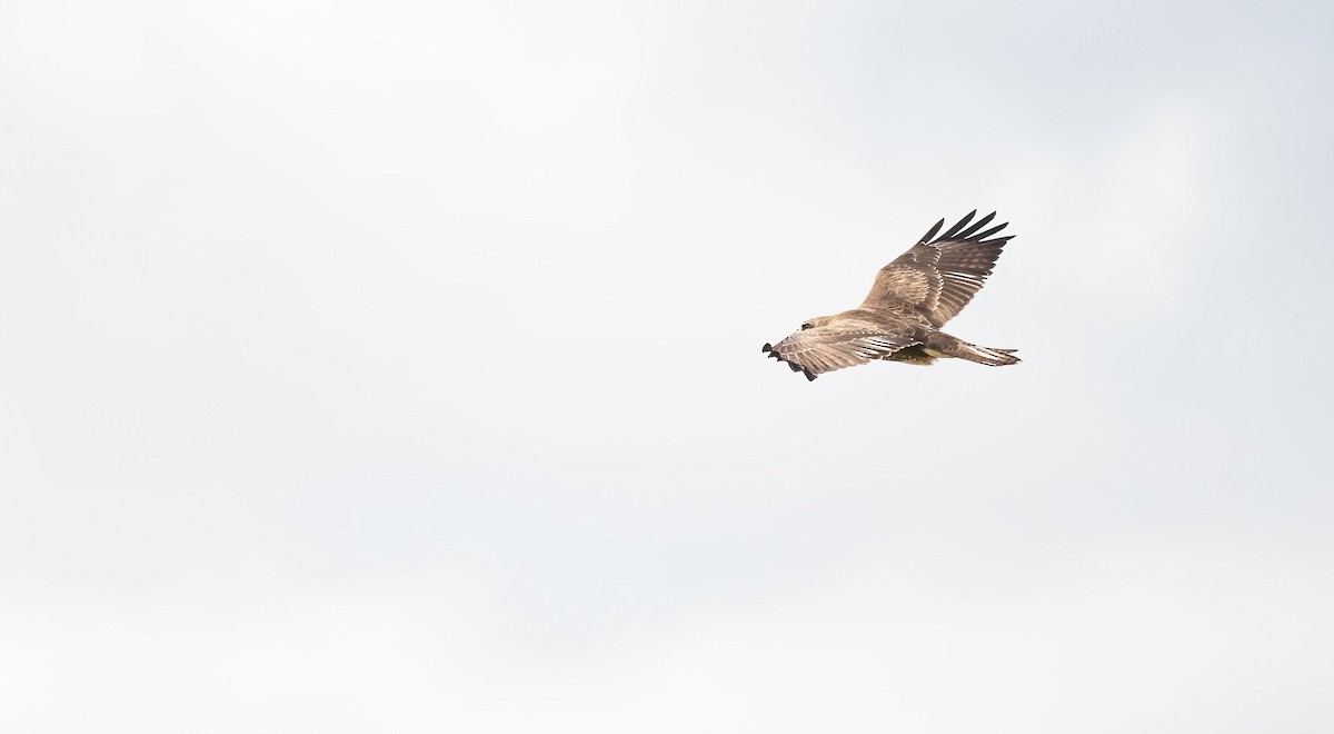 Buse variable (buteo) - ML641176755