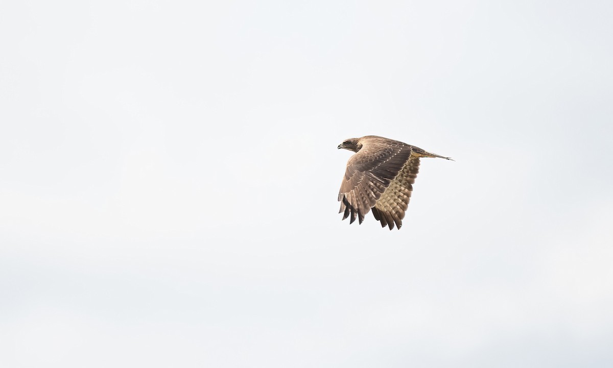 Buse variable (buteo) - ML641176757
