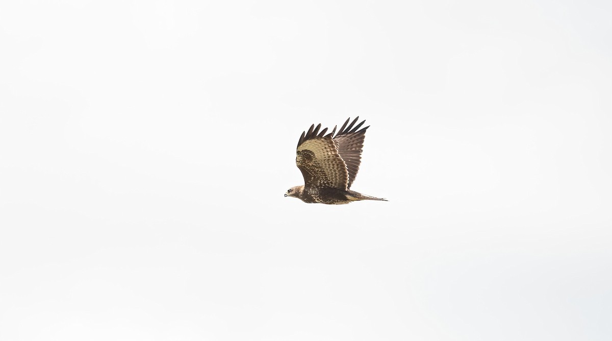 Buse variable (buteo) - ML641176758