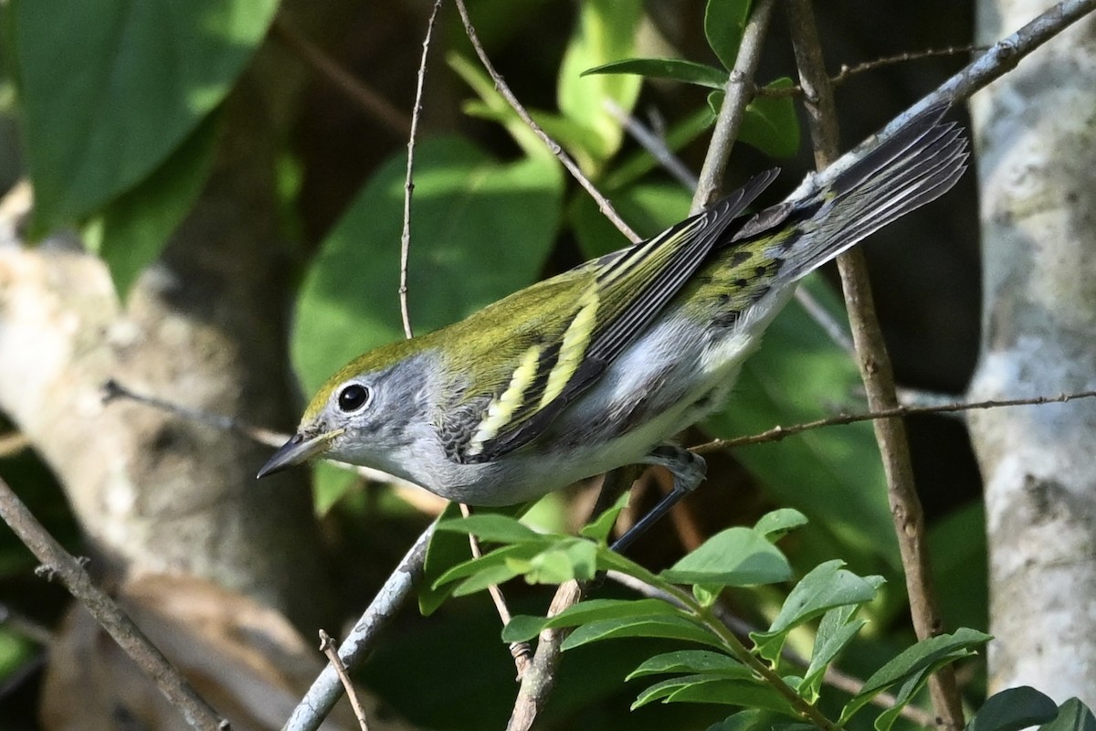 Chestnut-sided Warbler - ML641176759