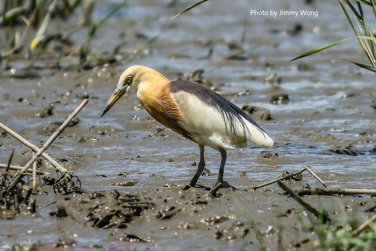 Javan Pond-Heron - ML641176760
