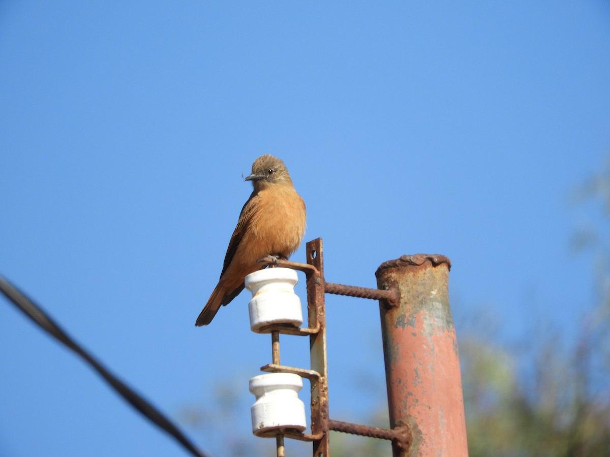 Cliff Flycatcher - ML641176769