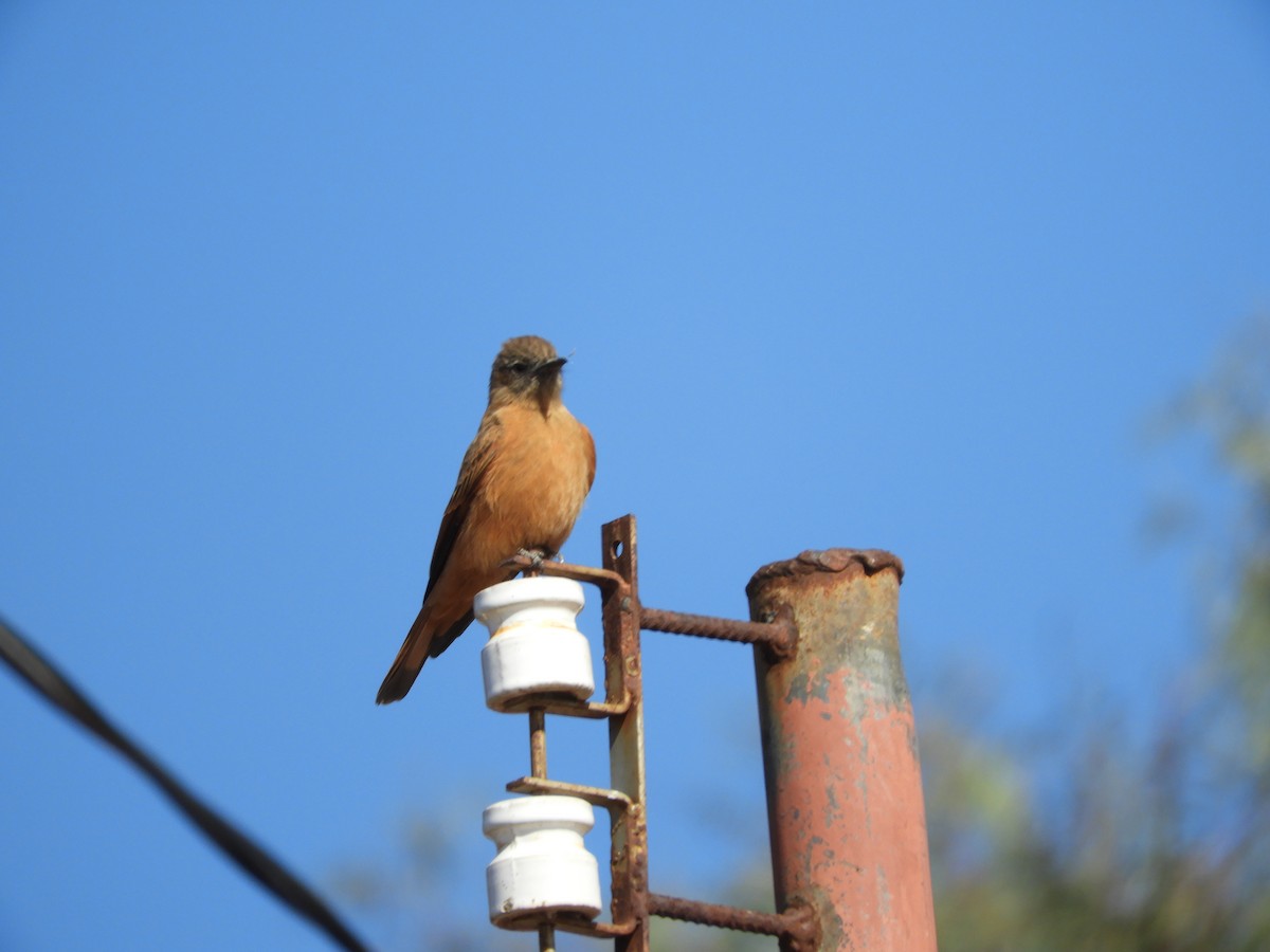 Cliff Flycatcher - ML641176770