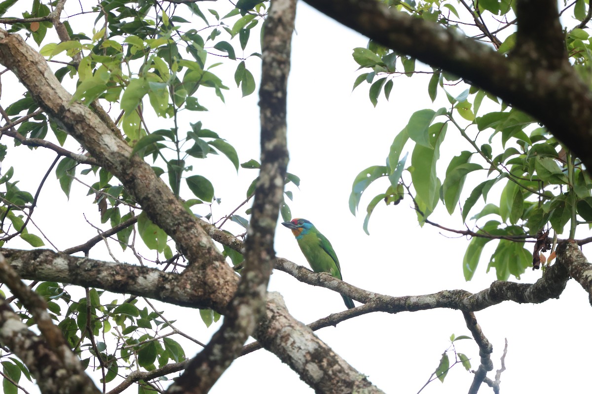 Black-browed Barbet - ML641176800