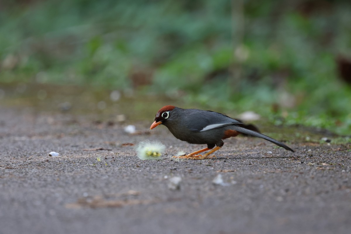 Chestnut-capped Laughingthrush - ML641176803