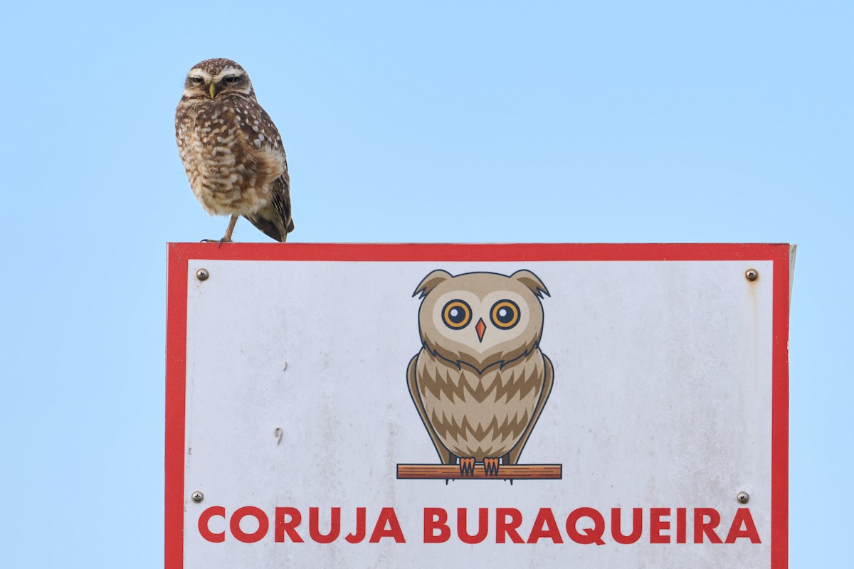 Burrowing Owl (grallaria) - ML641176821