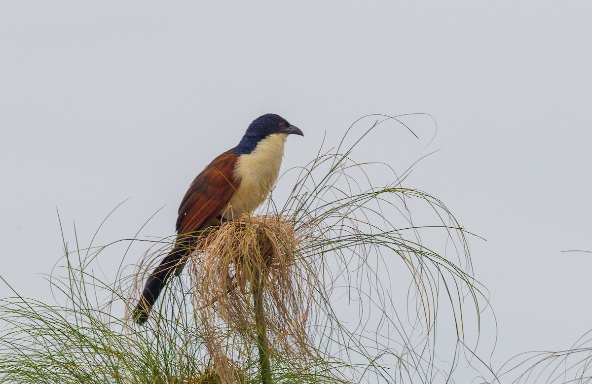 Blue-headed Coucal - ML641176832