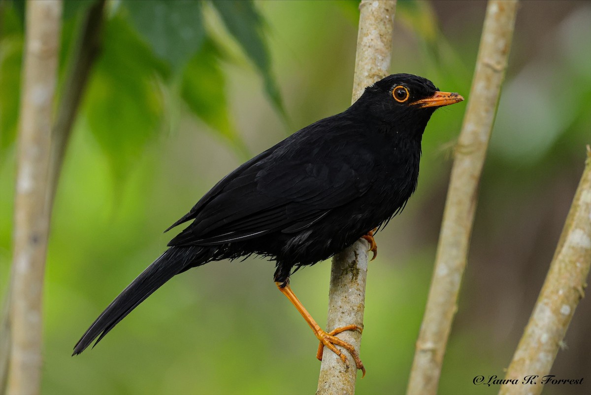 Glossy-black Thrush - ML641176838