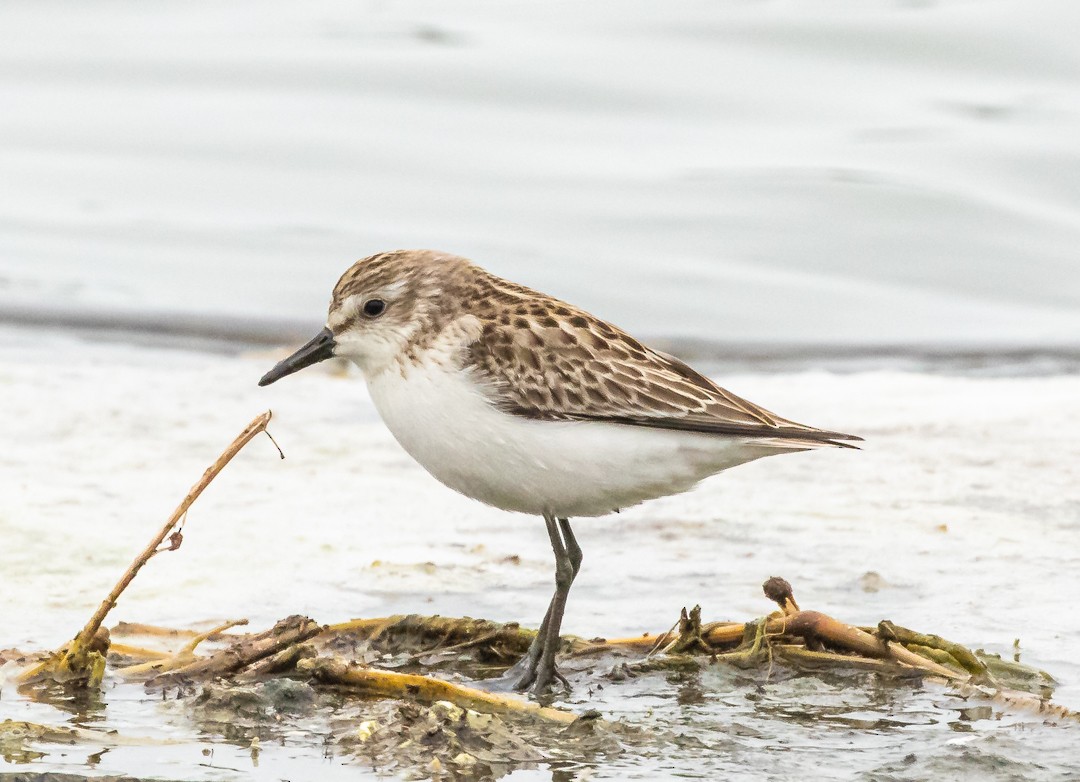 Semipalmated Sandpiper - ML641176842