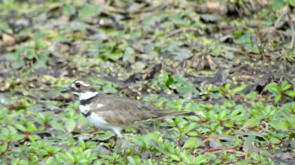 Killdeer - ML641176860
