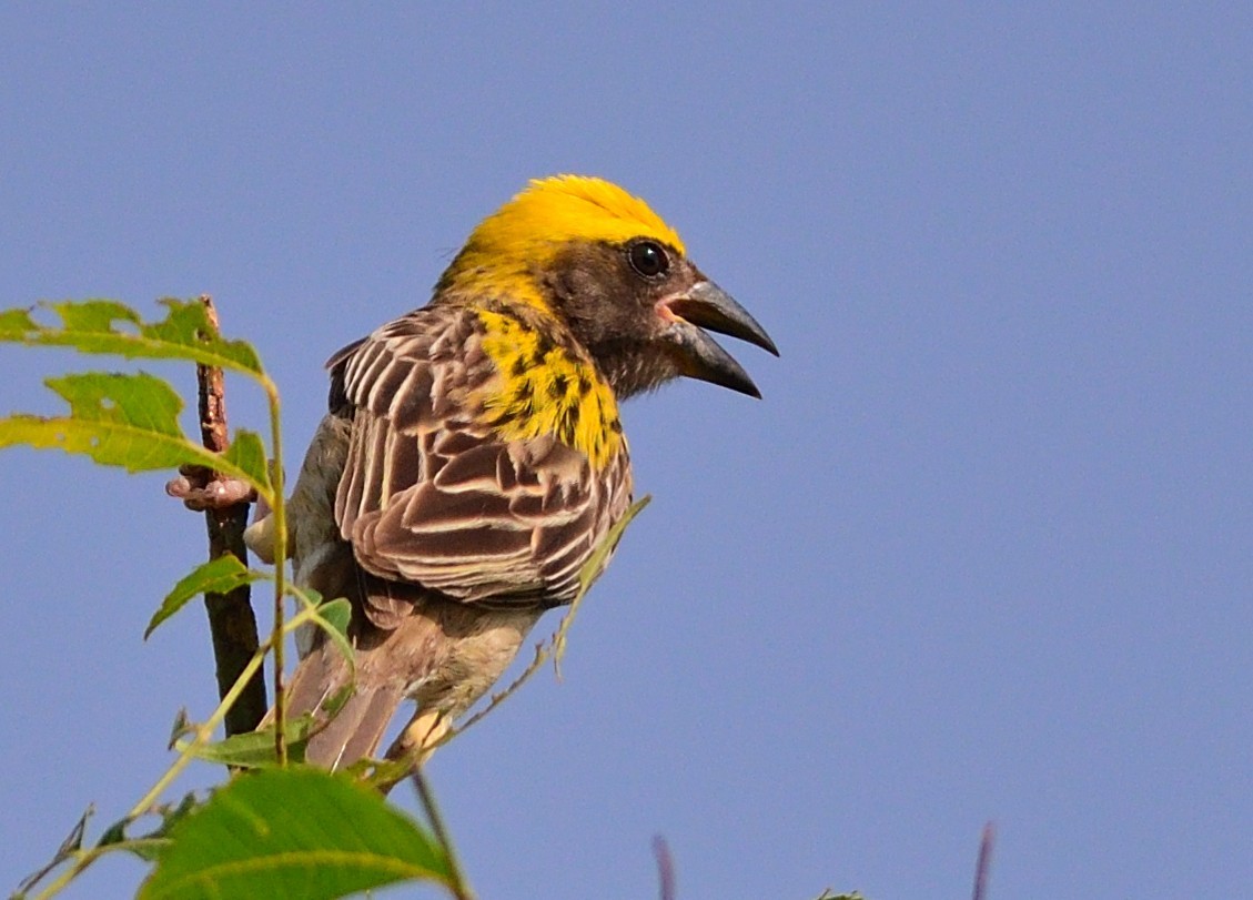 Baya Weaver - ML641176867