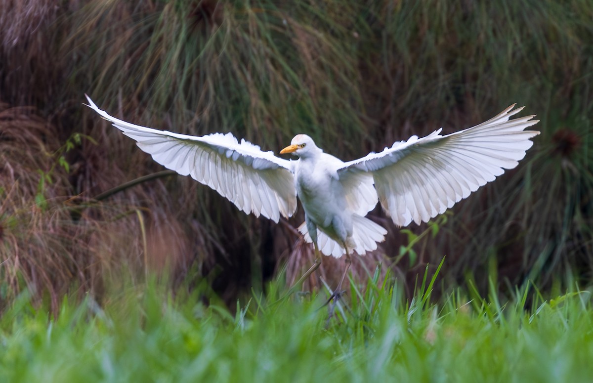 Western Cattle-Egret - ML641176881
