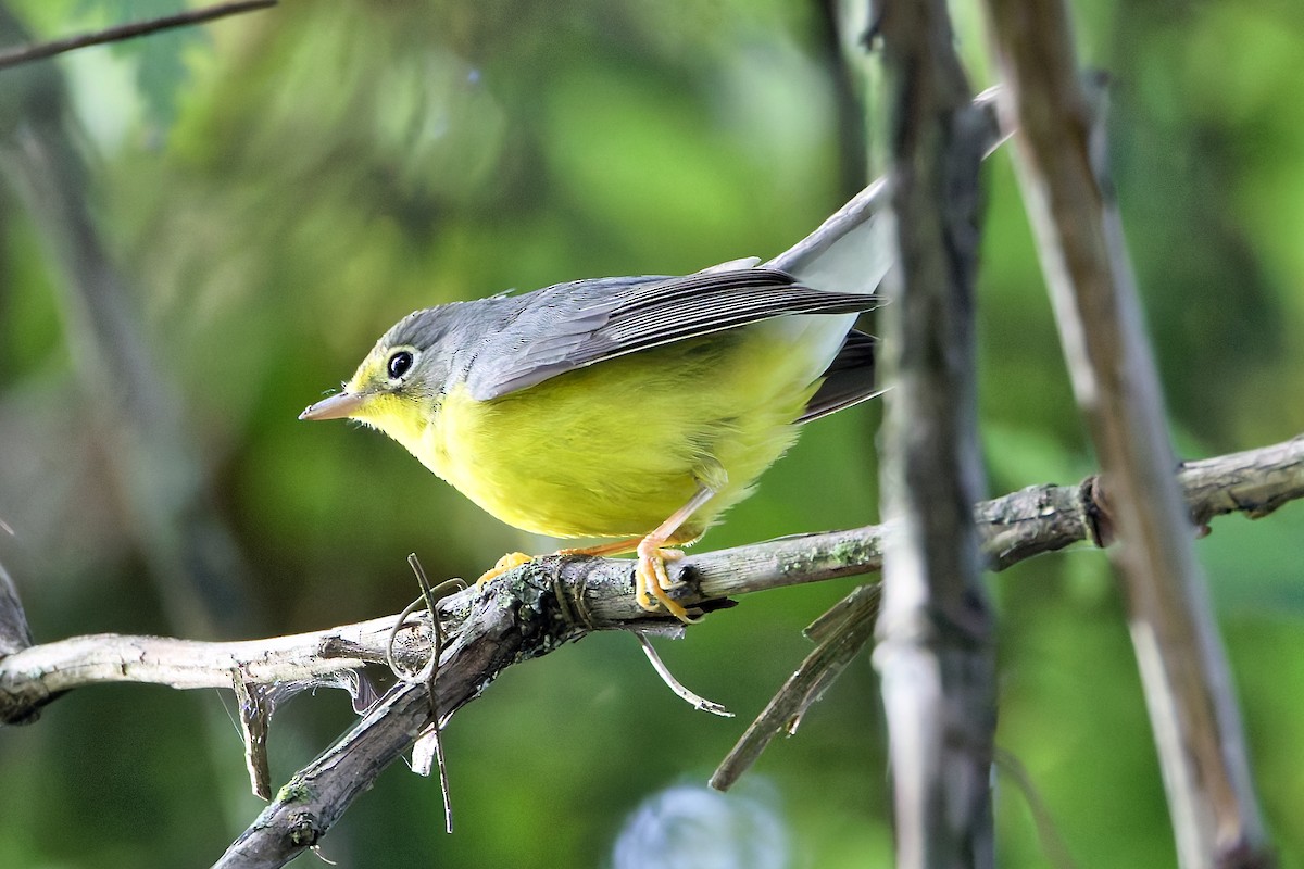 Canada Warbler - ML641176892