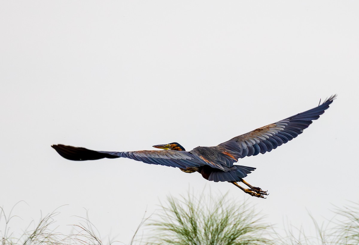 Purple Heron - ML641176895