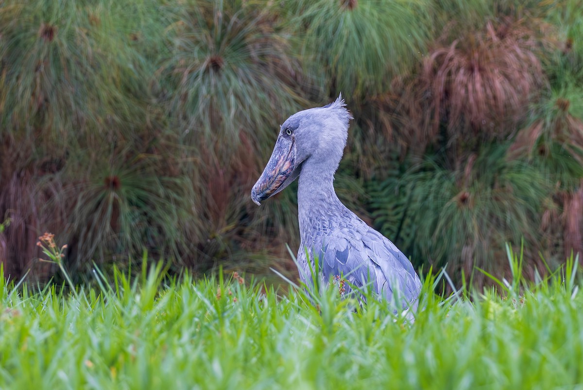 Shoebill - ML641176902