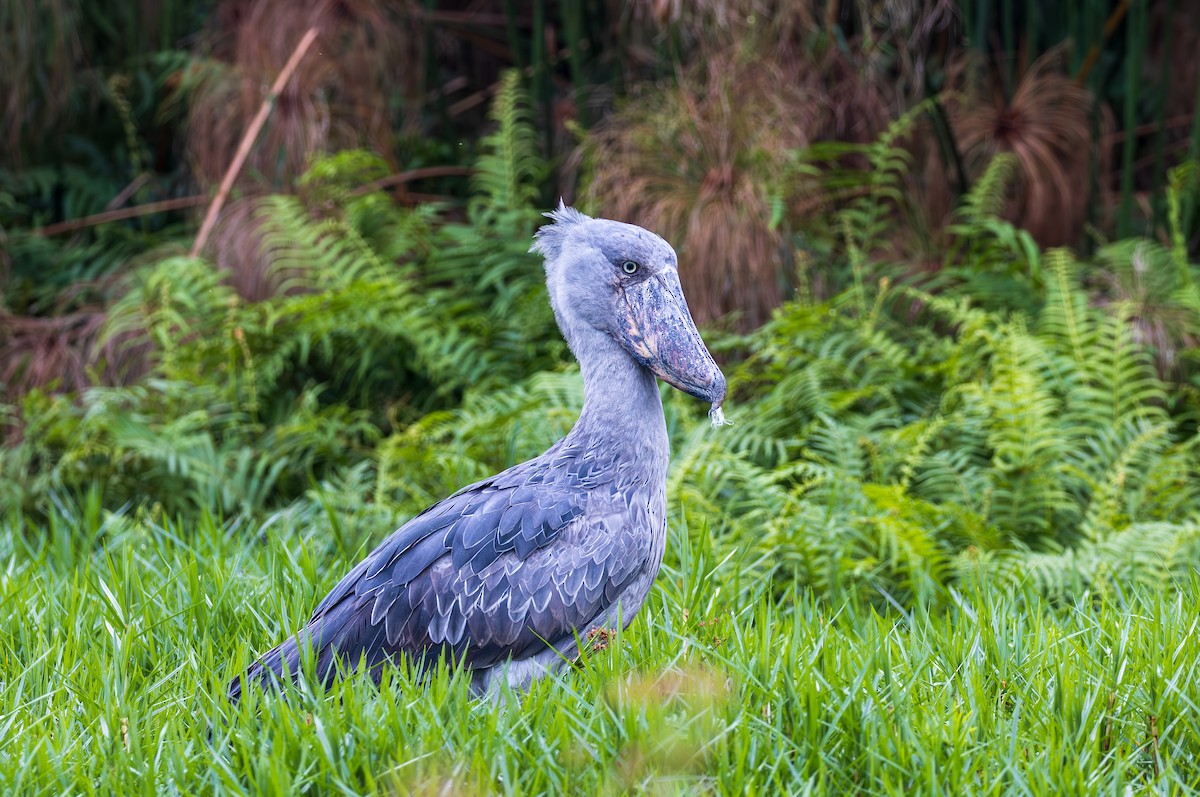 Shoebill - ML641176903