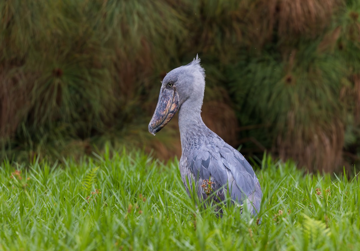 Shoebill - ML641176905