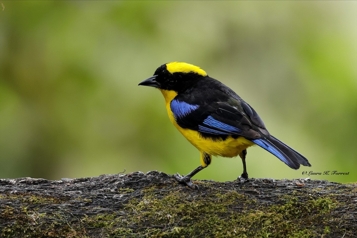 Blue-winged Mountain Tanager - ML641176907